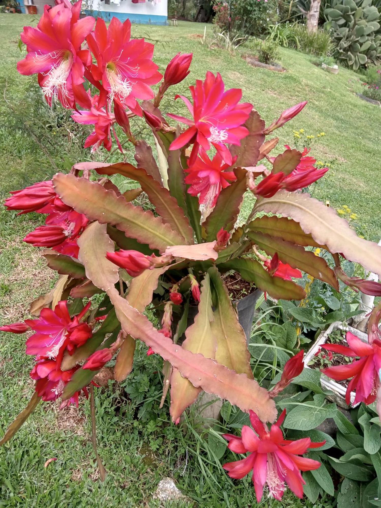Cachoeira Do Vale Chalet
